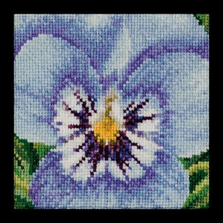 Pensée bleu tricolore 464 Aida Thea Gouverneur