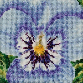 Pensée bleu tricolore 464 Aida Thea Gouverneur