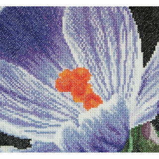 Crocus 487 Aida Thea Gouverneur