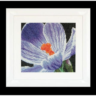 Crocus 487 Aida Thea Gouverneur