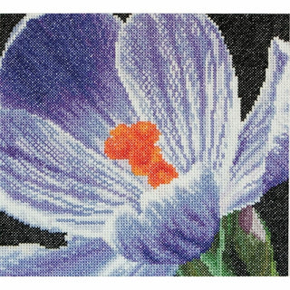 Crocus 487 Aida Thea Gouverneur