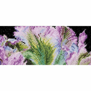 Tulipe perroquet 494 Aida Thea Gouverneur