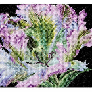Tulipe perroquet 494 Aida Thea Gouverneur