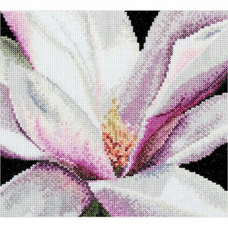 Magnolia 495 Aida Thea Gouverneur