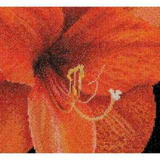 Thea Gouverneur 496 Aida Amaryllis