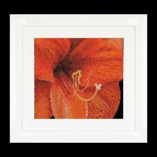 Thea Gouverneur 496 Aida Amaryllis