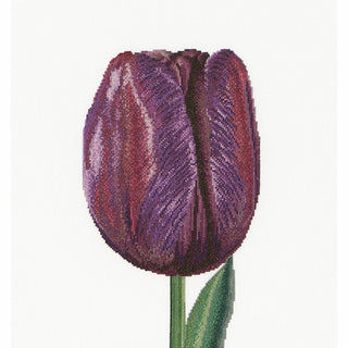 Tulipe violette 514 lin Thea Gouverneur