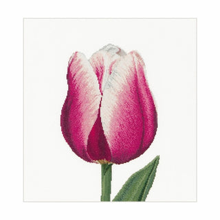 Thea Gouverneur 517 lin Tulipe triomphe
