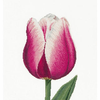 Thea Gouverneur 517 lin Tulipe triomphe