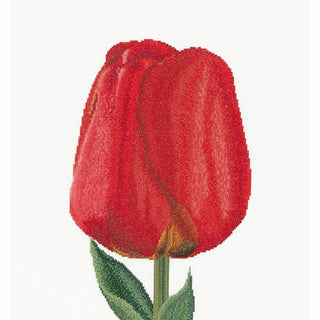 Thea Gouverneur 521 lin Tulipe