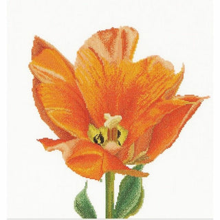 Tulipe orange 523 lin Thea Gouverneur