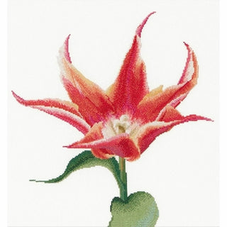 Tulipe lys 524 Aida Thea Gouverneur