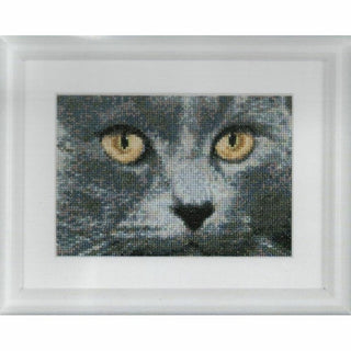 Chats Jack et Luna 541 Aida Thea Gouverneur