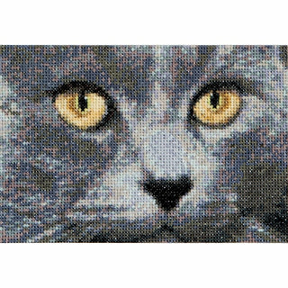 Chats Jack et Luna 541 Aida Thea Gouverneur