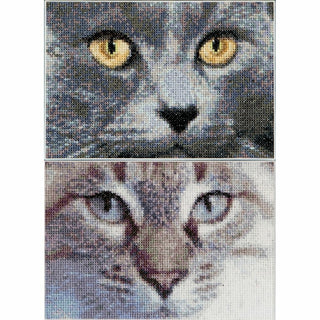 Chats Jack et Luna 541 Aida Thea Gouverneur
