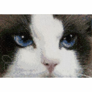 Chats Smokey et Blu 542 Aida Thea Gouverneur