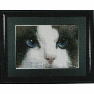 Chats Smokey et Blu 542 Aida Thea Gouverneur