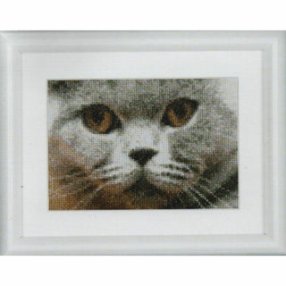Chats Smokey et Blu 542 Aida Thea Gouverneur