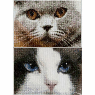 Chats Smokey et Blu 542 Aida Thea Gouverneur