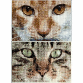 Chats Tess et Simba 543 Aida Thea Gouverneur