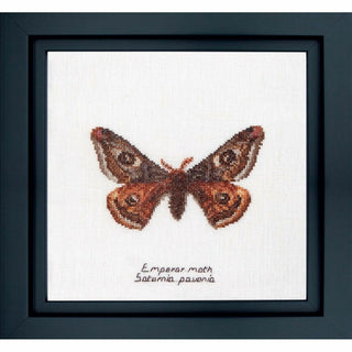Papillon Empereur 562 lin Thea Gouverneur