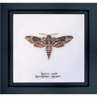 Papillon Sphinx tête de mort 564 lin Thea Gouverneur