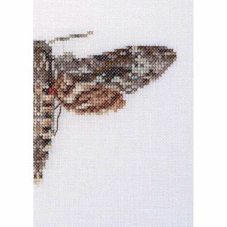 Papillon Sphinx tête de mort 564 lin Thea Gouverneur
