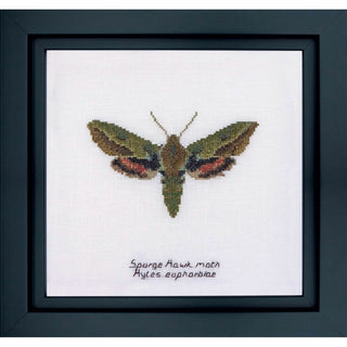 Papillon de nuit Euphorbe 565 lin Thea Gouverneur