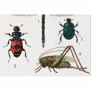 Histoire des Insectes 566 Aida Thea Gouverneur