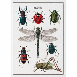Histoire des Insectes 566 lin Thea Gouverneur