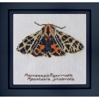 Papillon Tigre 569 Aida Thea Gouverneur