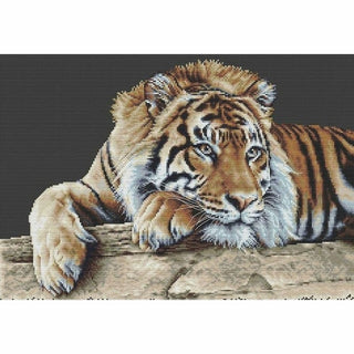 Tigre 579-05 Thea Gouverneur
