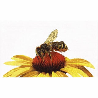 Abeille sur échinacée jaune 585 lin Thea Gouverneur