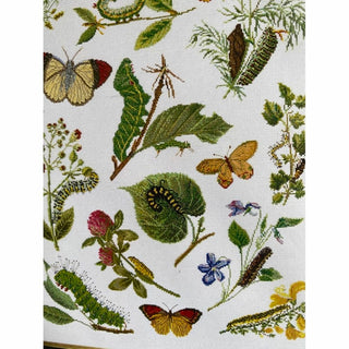 Chenilles Papillons 587 lin Thea Gouverneur