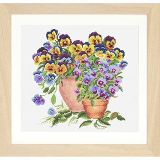 Pensées en pot 601 Aida Thea Gouverneur