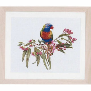 Loriquet 605 lin Thea Gouverneur