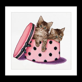 Kitten twins 734 Aida Thea Gouverneur