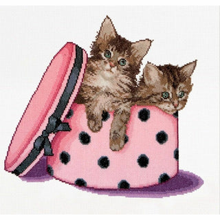 Kitten twins 734 Aida Thea Gouverneur