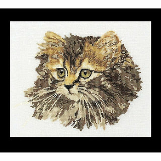 Chat marron 930 Aida Thea Gouverneur