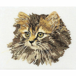 Chat marron 930 Aida Thea Gouverneur