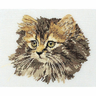 Chat marron 930 Aida Thea Gouverneur