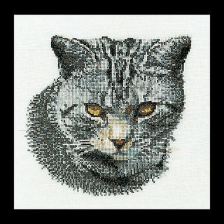 Chat chypriote 932 Aida Thea Gouverneur