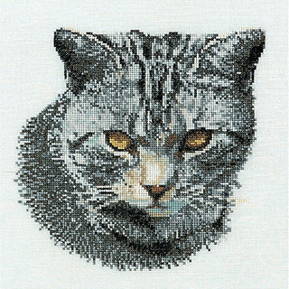 Chat chypriote 932 Aida Thea Gouverneur