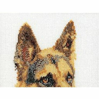 Chien Berger Allemand 934 Aida Thea Gouverneur