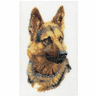 Chien Berger Allemand 934 Aida Thea Gouverneur
