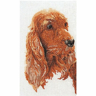 Cocker anglais 936 Aida Thea Gouverneur