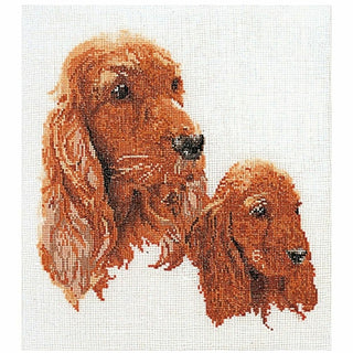 Cocker Anglais 936 lin Thea Gouverneur